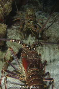 Two lobster 'face off' in Roatan. by David Gilchrist 